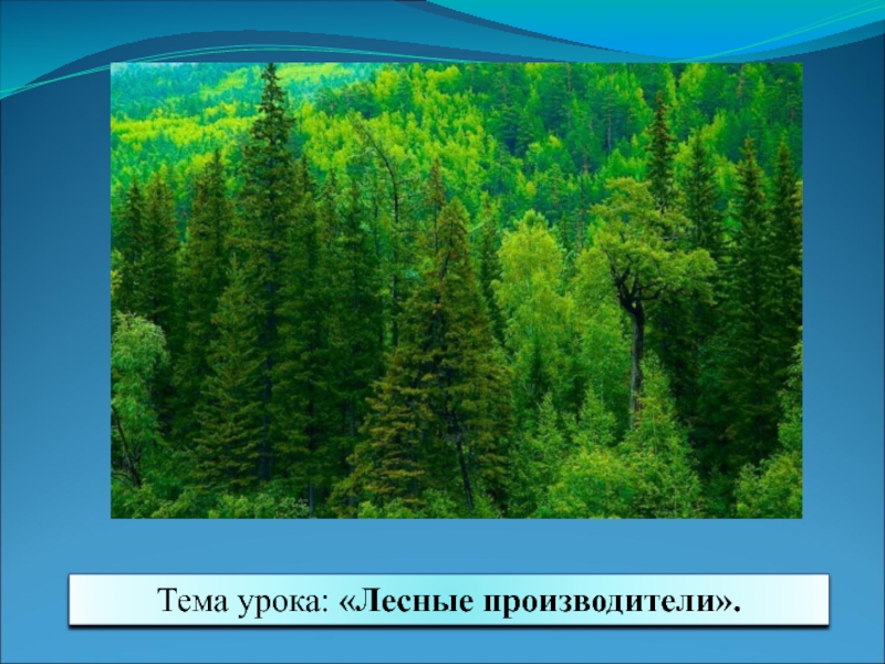 Урок лес. Лесные производители. Лесной что производят. Лесные производители окружающий мир 3 класс. Производители в лесу.