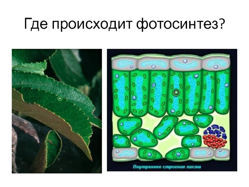 Где происходит. Фотосинтез происходит в. Где происходит процесс фотосинтеза. Фотосинтез где. Что отвечает за фотосинтез в растительной клетке.