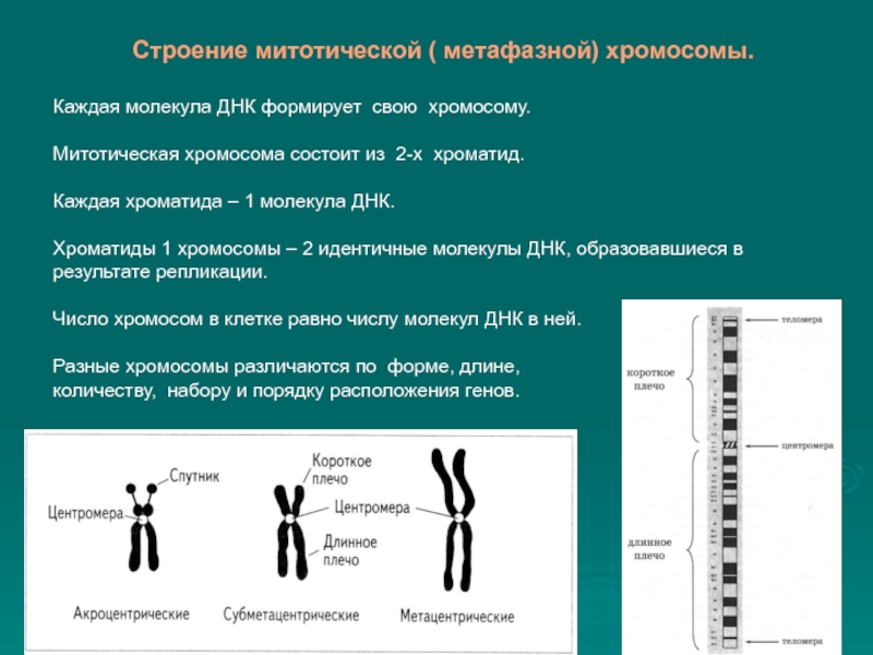 Общий план строения хромосомы