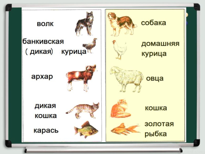 Презентация домашние животные 2 класс окружающий мир. Дикие и домашние животные волк собака Дикие куры домашние.