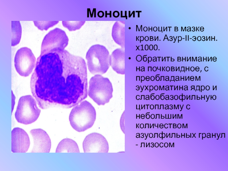 Моноцитов в крови 1. Мазки крови моноцит. Моноциты в мазке крови. Моноцит гистология. Моноцит гистология препарат.