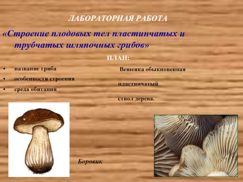 Шампиньон трубчатый или пластинчатый гриб. Вешенка трубчатый или пластинчатый гриб. Шляпочные грибы строение трубчатые. Грибы вешенки трубчатые или пластинчатые. Шляпочные грибы вешенка.