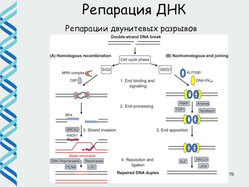 Репарация днк презентация