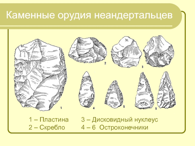 Каменные орудия. Эпоха Мустье - дисковидный нуклеус,. Каменные орудия неандертальцев. Дисковидный нуклеус. Скребло.