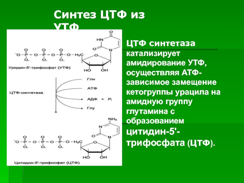 Цтф