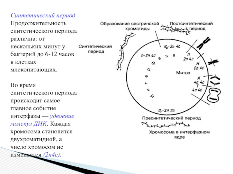 Восточно-Казахстанский технологический колледж
СРС
Подготовил : Муратов Е Синтетический период. Продолжительность синтетического периода различна: от нескольких минут у бактерий Синтетический период. Продолжительность синтетического периода различна: от нескольких минут у бактерий до 6-12 часов в клетках млекопитающих.Во