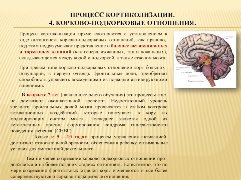 ГОСУДАРСТВЕННО Автономное образовательное учреждение высшего образования ПРОЦЕСС КОРТИКОЛИЗАЦИИ. 4. КОРКОВО-ПОДКОРКОВЫЕ ОТНОШЕНИЯ.Процесс кортиколизации прямо соотносится с установлением в ПРОЦЕСС КОРТИКОЛИЗАЦИИ. 4. КОРКОВО-ПОДКОРКОВЫЕ ОТНОШЕНИЯ.Процесс кортиколизации прямо соотносится с установлением в ходе онтонгенеза корково-подкорковых отношений, как правило,