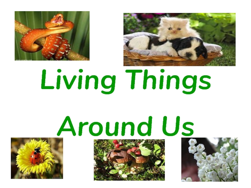 Презентация Living things around us