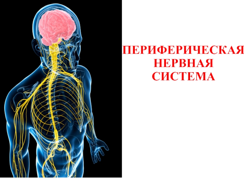 Презентация ПЕРИФЕРИЧЕСКАЯ НЕРВНАЯ СИСТЕМА