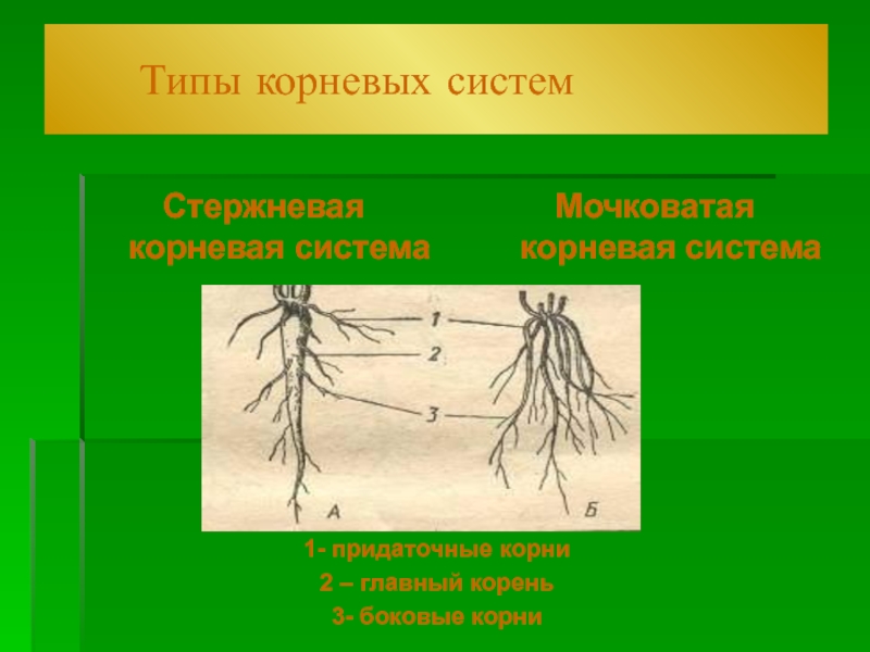 Что значит корневая система. Типы корневых систем. Мочковатая корневая система. Ясень Тип корневой системы. 3 Типа корневых систем.