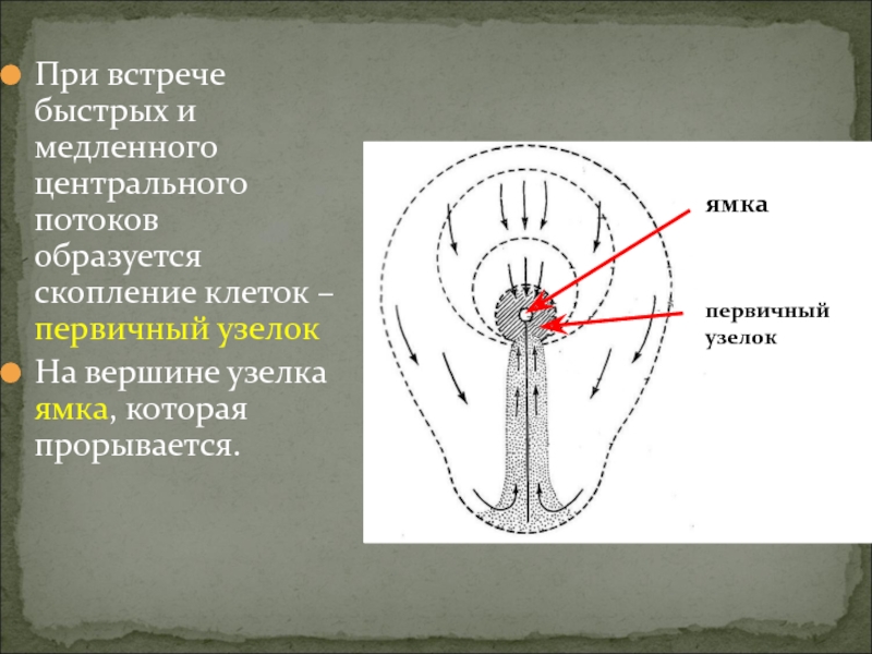 Центрирование движущегося изображения в центральной ямке осуществляется