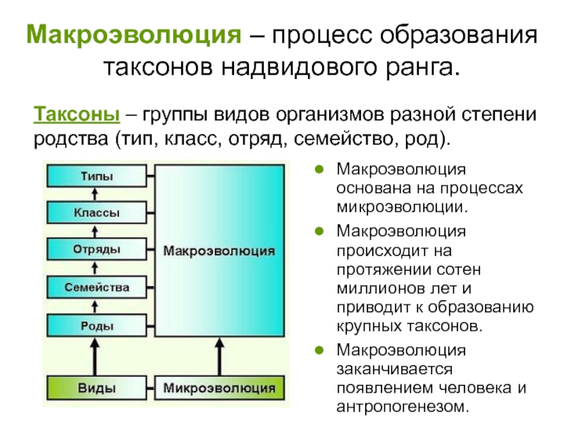 Макро и микроэволюция презентация