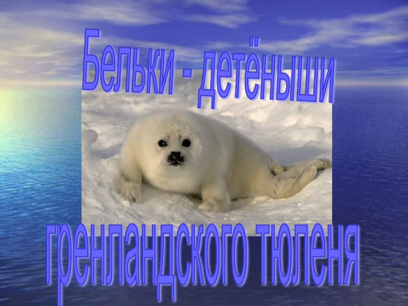 Презентация Бельки - детёныши гренландского тюленя 3 класс