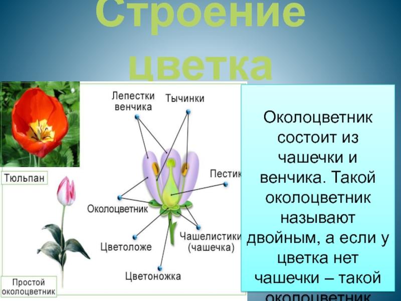 Венчик чашечка околоцветник. Тюльпан околоцветник чашечковидный. Околоцветник тюльпана образован. Цветок околоцветник венчик и. Околоцветник лотоса.