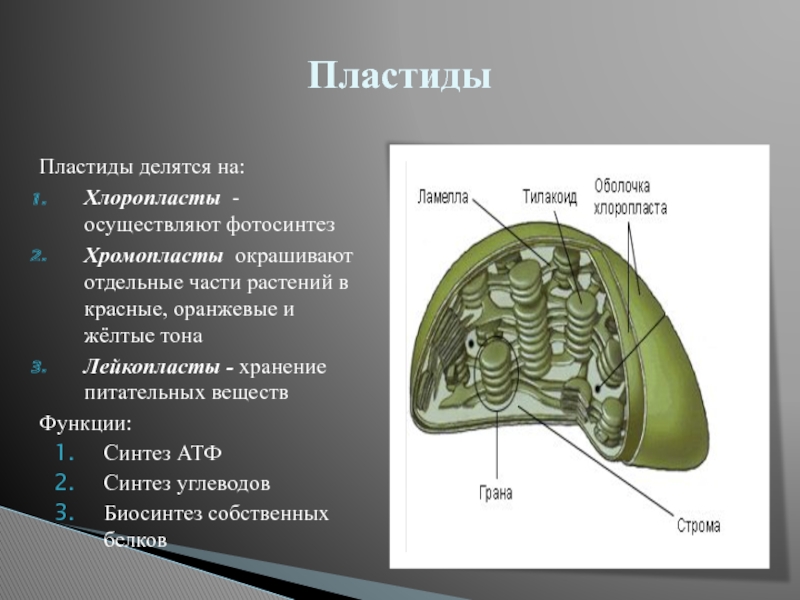 Хлоропласты функции