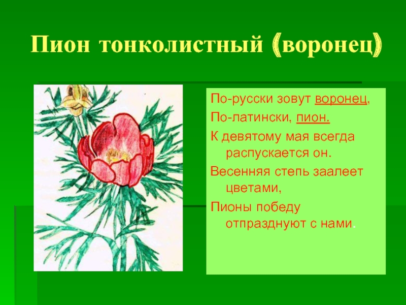 Пион на латыни. Пион тонколистный куст. Альпийский пион тонколистный. Пион тонколистный Воронец. Пион тонколистный огонек.