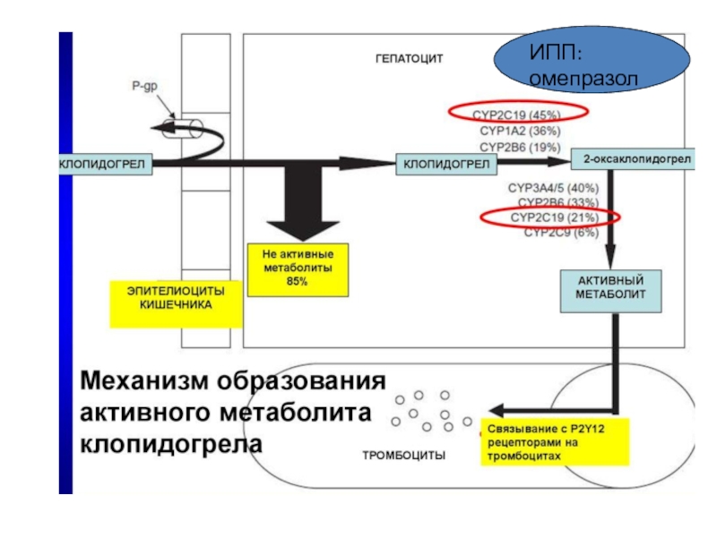 Схема отмены ипп новоселова