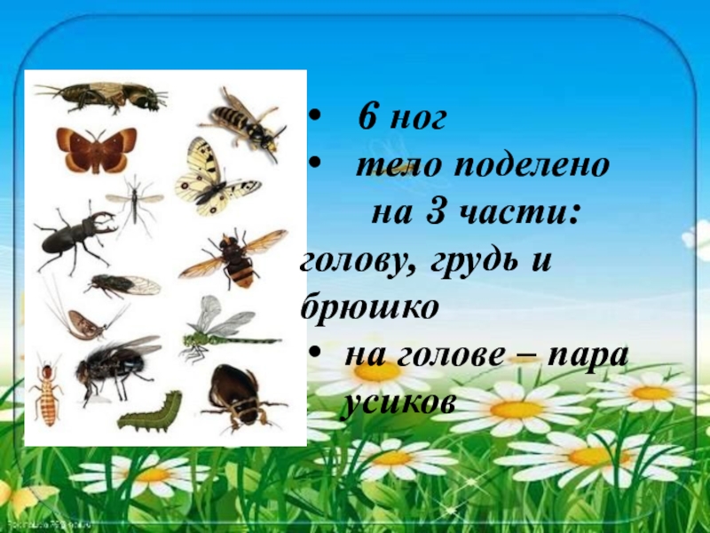 Тело состоит из головы туловища и ноги. 6 Ног тело разделено на голову, грудь и брюшко. У животного 6 ног тело разделено. Тело разделено на голову, грудь и брюшко. Животное 6 ног тело разделено на голову грудь и брюшко.