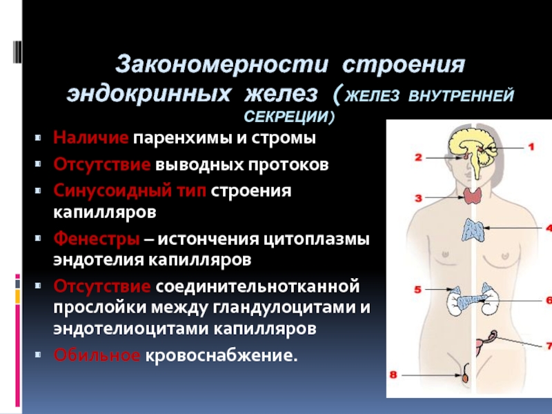 Особенности железы