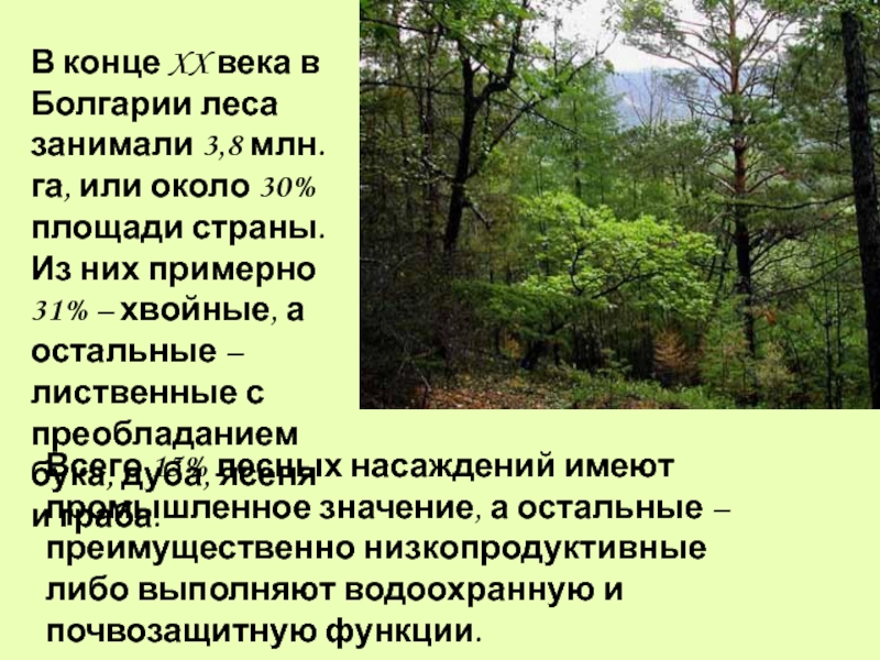 Большую часть территории занимают 2 государства. Болгария лес. Леса Болгарии. Какие леса в Болгарии. Районы с хвойными лесами Болгария.