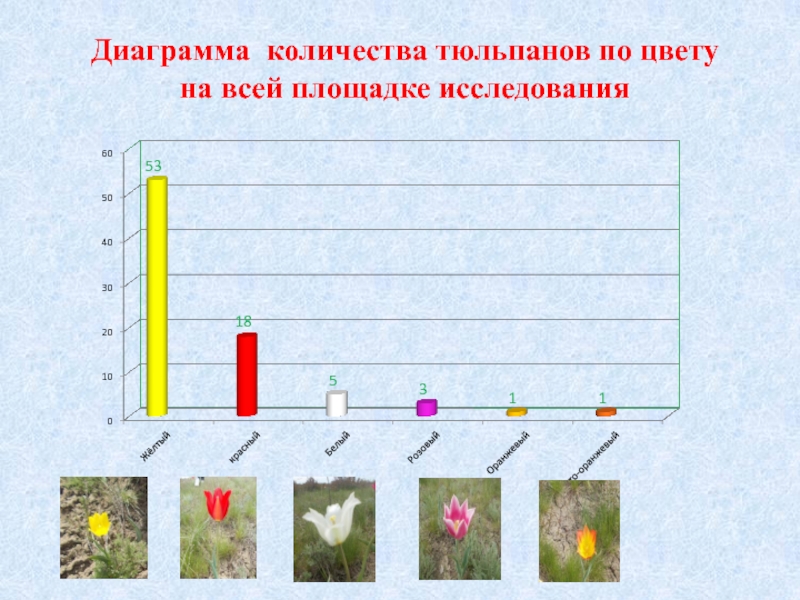 Диаграмма тюльпана