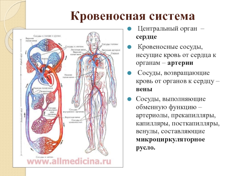Укажите название органа кровеносной системы человека