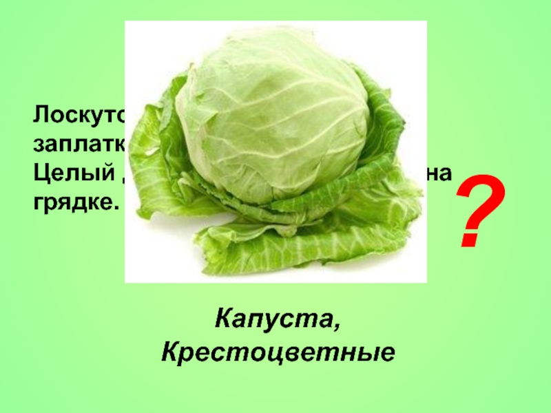 Родиче капуста. Капуста на а4. Капуста анализ.