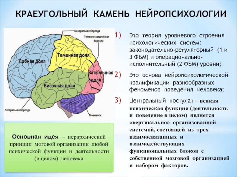 Факторы психических функций. Мозговая организация ВПФ. Мозговая локализация высших психических функций. Локализация психических функций в головном мозге. Факторы в нейропсихологии.