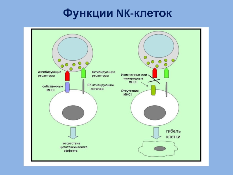 Схема оценки фагоцитирующих клеток крови иммунология