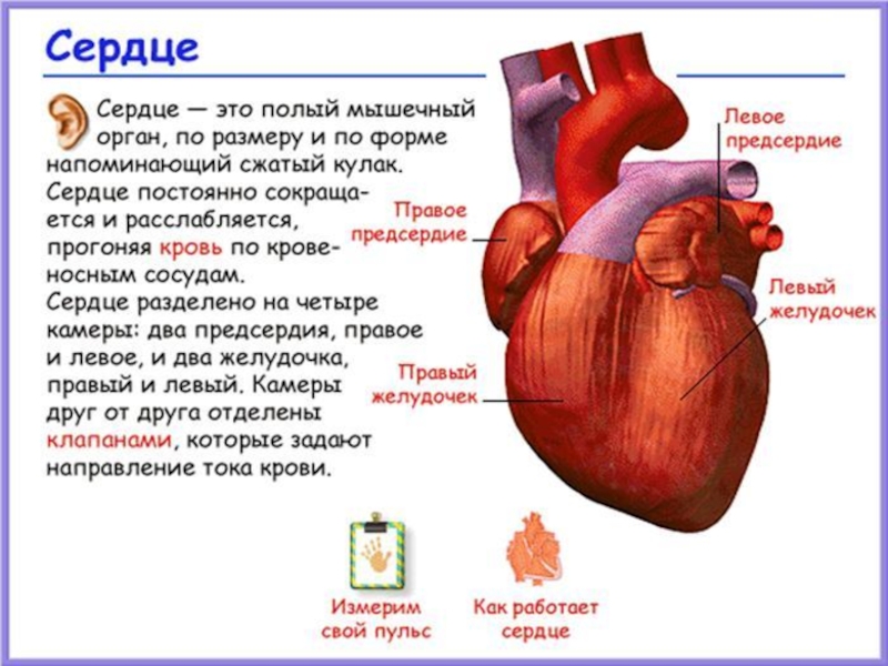 Сердце это. Сердце полый мышечный орган. Сердце. Сердце это мышца или орган. Сердце это полый четырехкамерный мышечный орган.