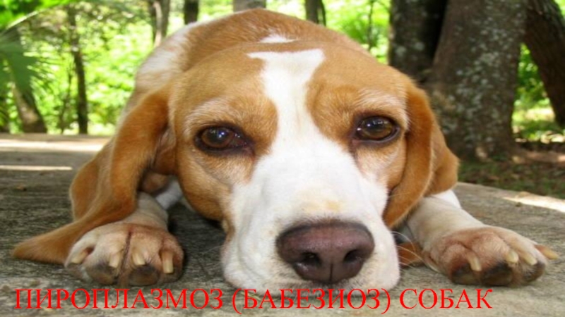 Пироплазмоз (бабезиоз) собак