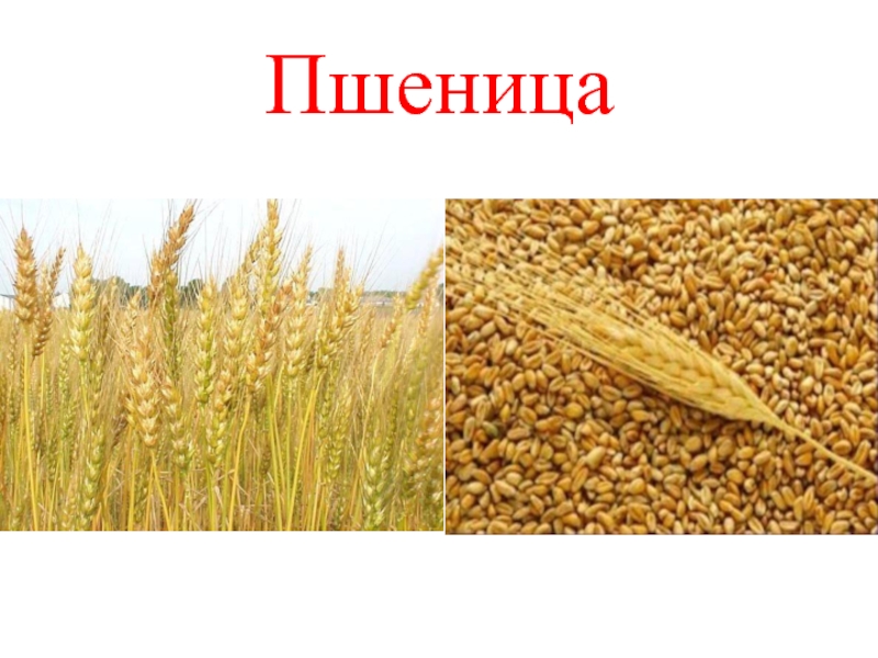 Кто ест пшеницу