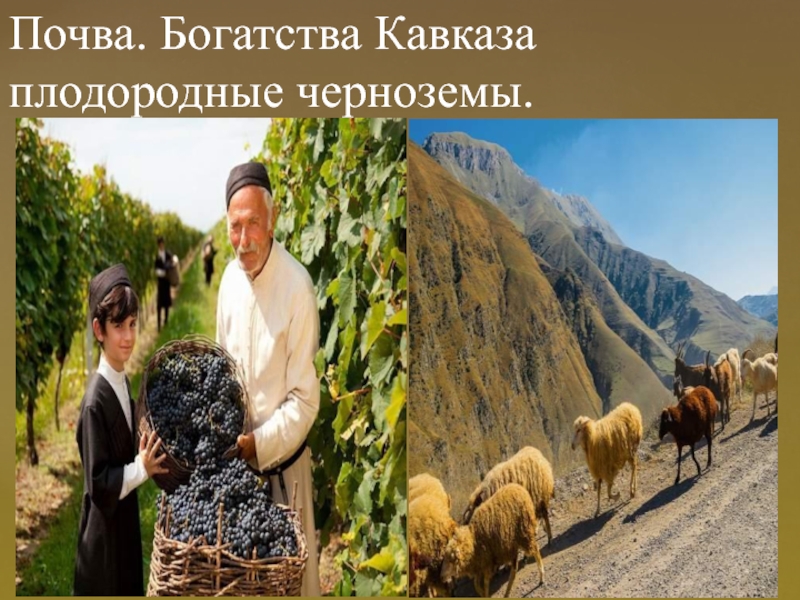 Особенности природы высокогорий. Природные богатства Кавказа. Северный Кавказ почвенные богатства. Особенности природы высокогорий Кавказа.
