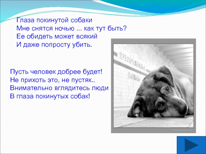 Как я покупал собаку. Глаза покинутой собаки мне снятся ночью как тут быть. Глаза покинутой собаки мне снятся ночью. Глаза покинутой собаки стих. Глаза покинутой собаки.