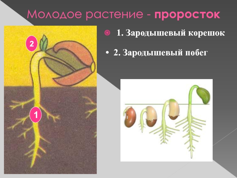 Презентация на тему строение семян 6 класс биология