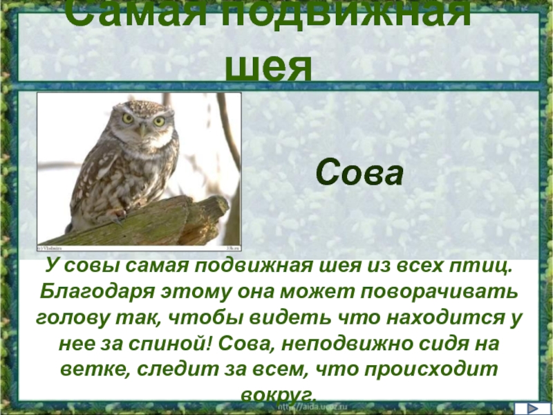 Где обитает сова в какой природной