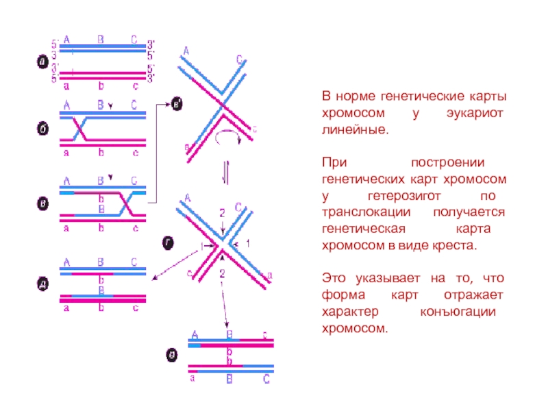 Генетические карты хромосом