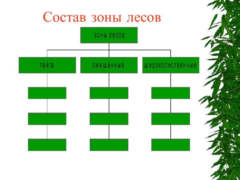 Типы лесов россии схема