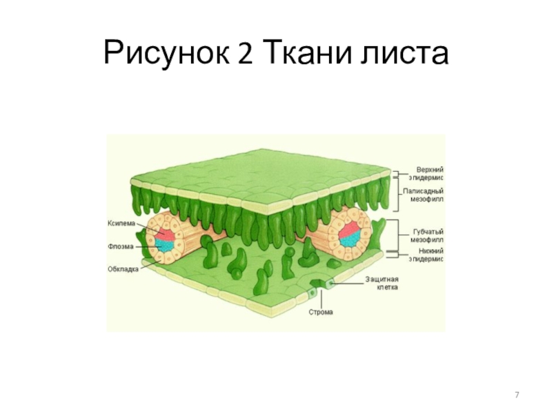 Ткань листа рисунок