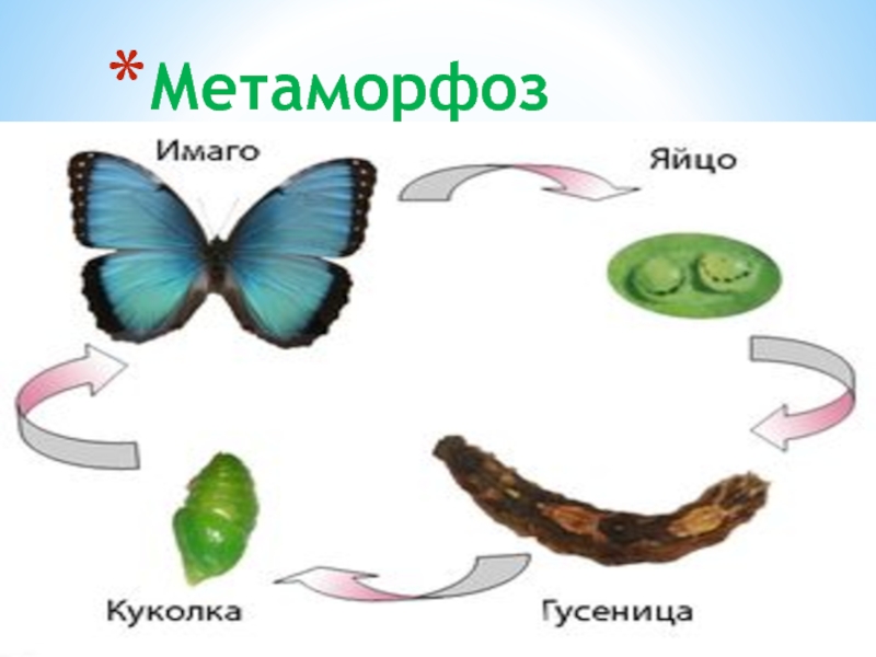 Метаморфоз насекомых