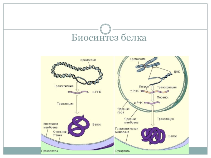 Названия этапов биосинтеза белка. Биосинтез белка 10 класс биология. Биосинтез биология 10 класс. Биосинтез белка схема. Биосинтез белков 10 класс.