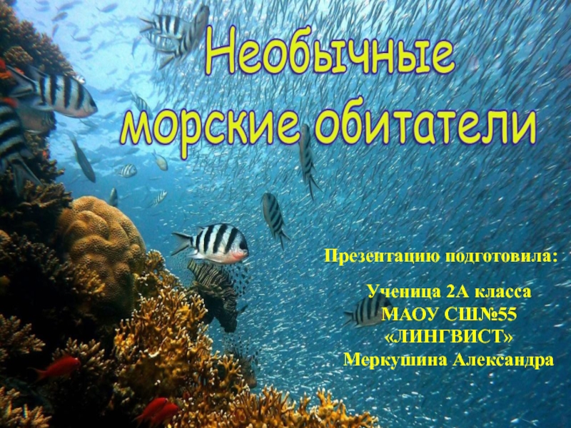 Необычные морские обитатели.