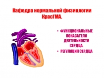 Показатели регуляция сердца 