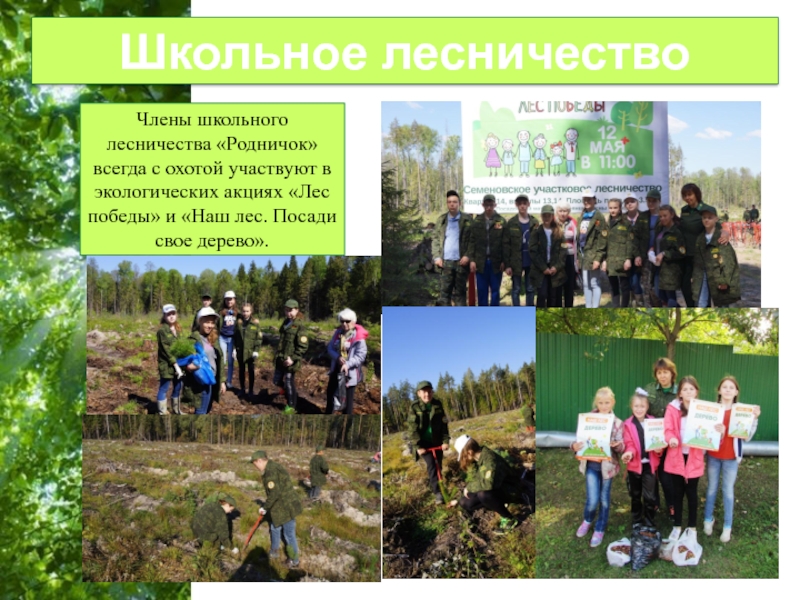 Школьное лесничество. Школьное лесничество презентация. Девиз школьного лесничества. Название школьного лесничества. Школьное лесничество Родничок.