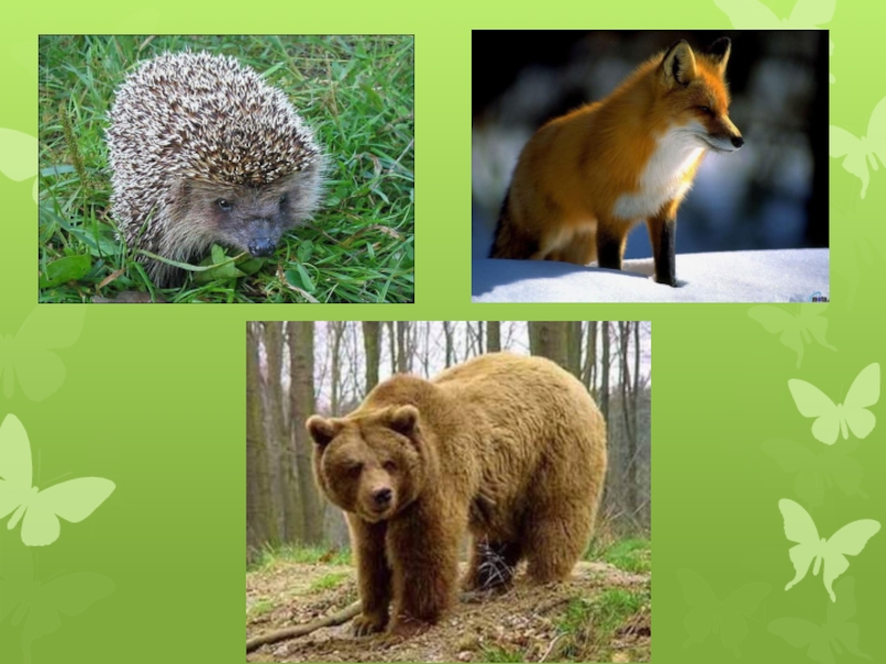 Презентация Животные леса