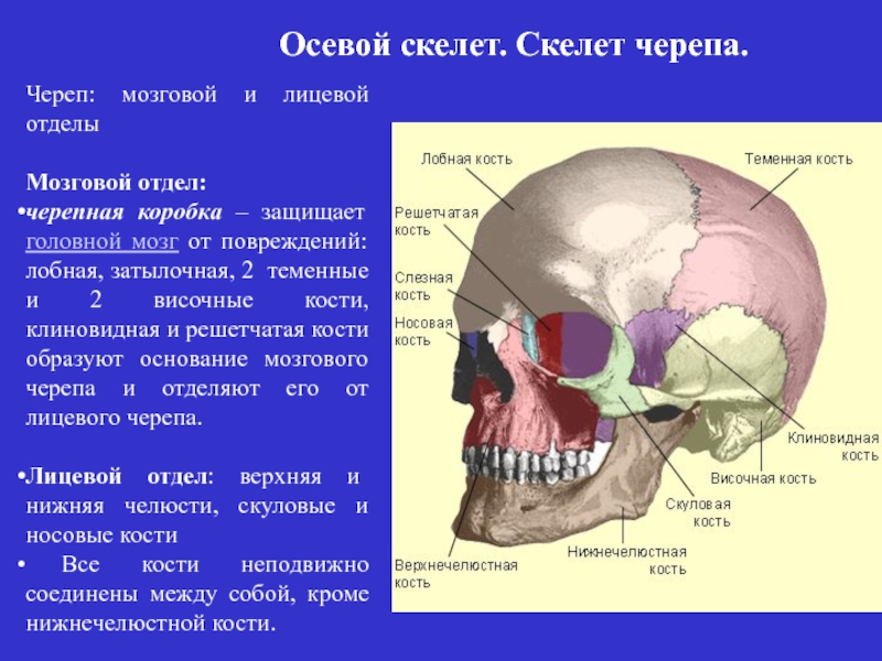 Скуловая и теменные кости. Осевой скелет череп. Строение черепа мозговой и лицевой отделы. Скелет мозговой и лицевой отделы черепа человека. Лобный отдел черепа лицевой отдел черепа затылочный отдел черепа.