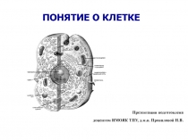 Понятие о клетке