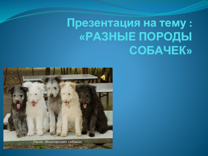 Презентация Породы собак