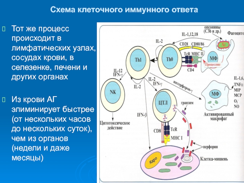 Специфические механизмы иммунного ответа схема