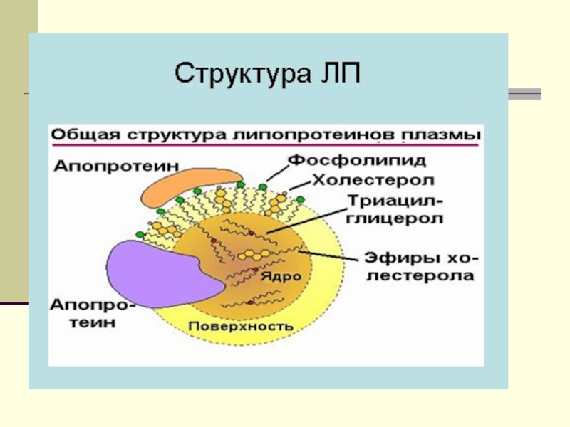 Липиды биохимия лекция презентация